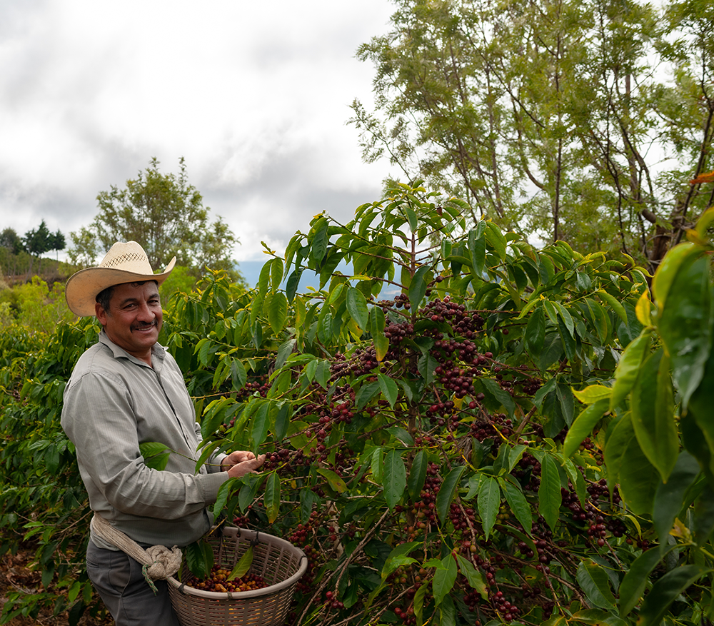 productores mexicanos de cafe